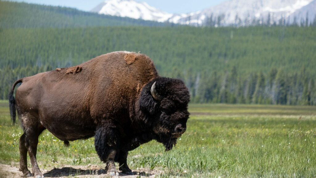 American bison standing in a field