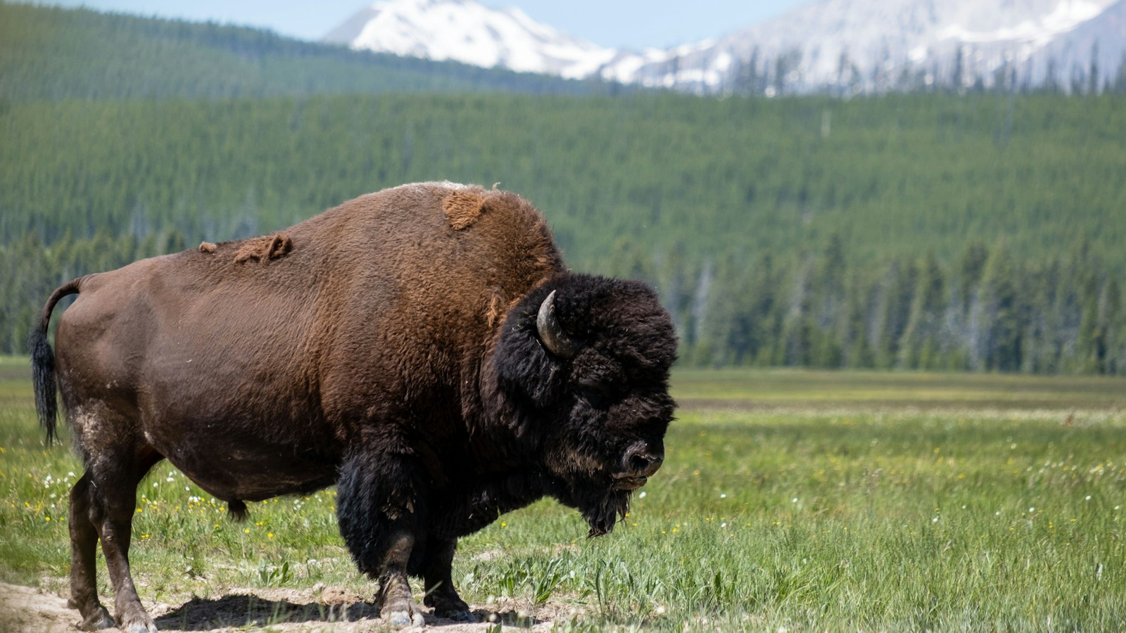 American bison standing in a field, the animal that provides bison meat