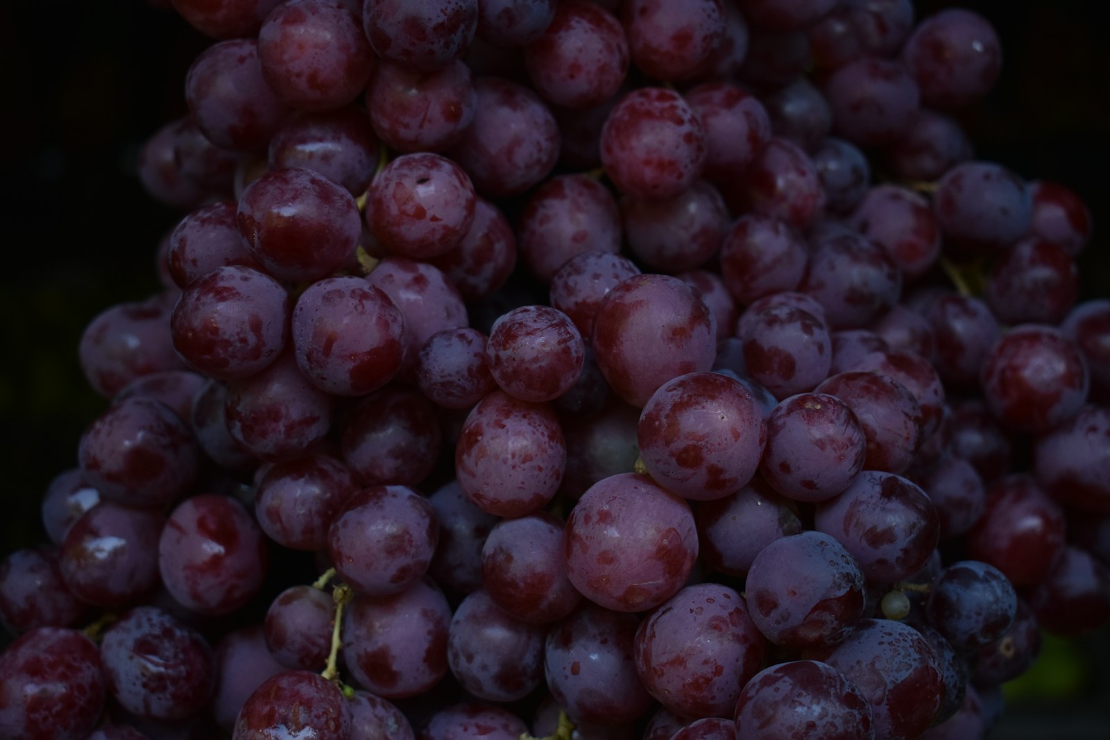Close-up of ripe dark grapes