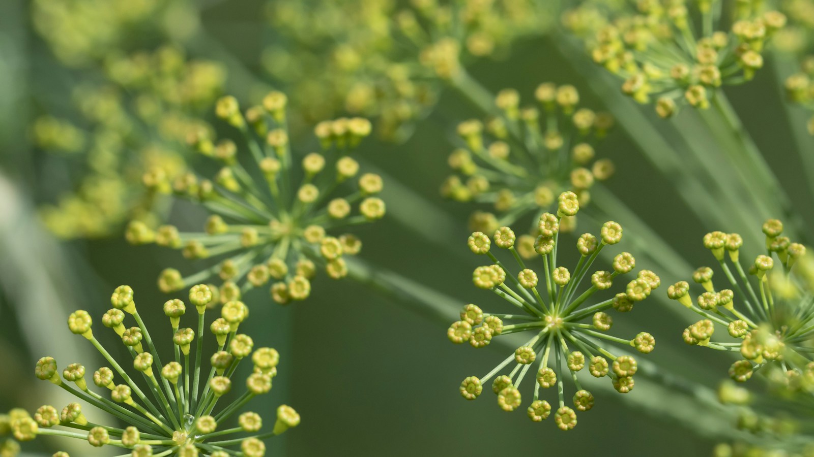 Dill flower umbels where dill seeds form before harvest