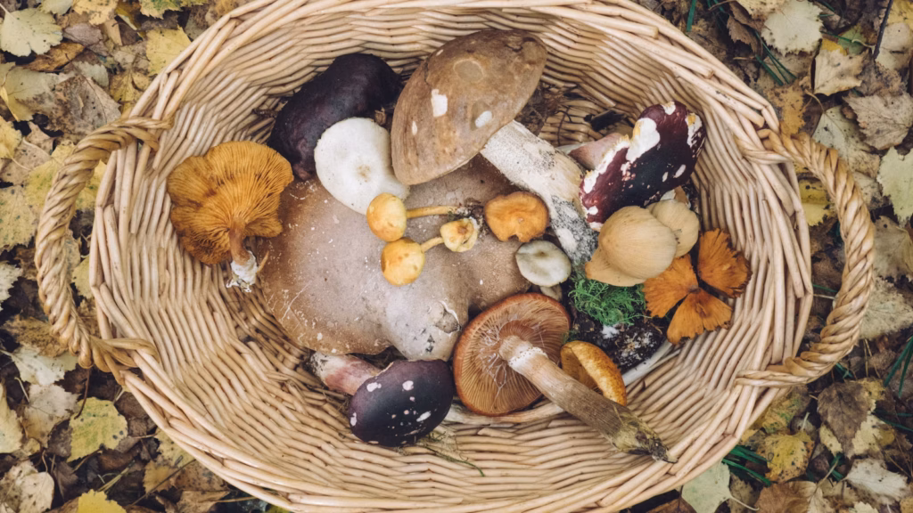 Basket filled with fresh edible mushrooms