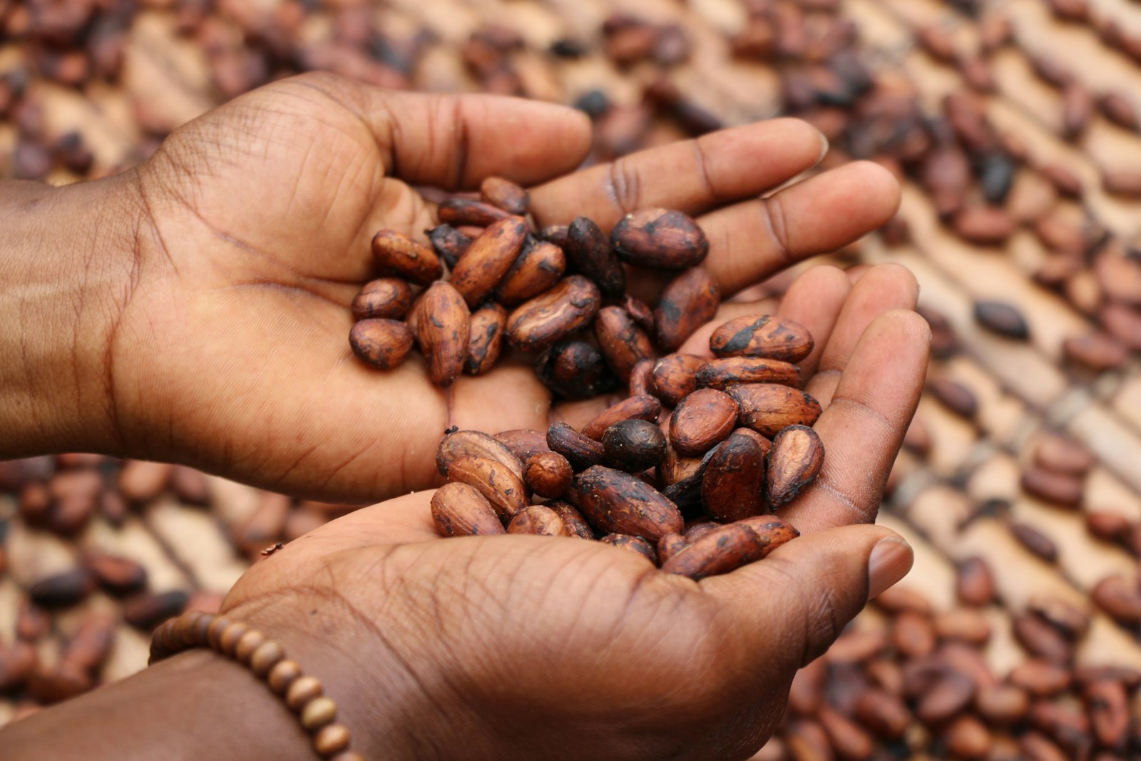 Fermented cacao beans drying before processing