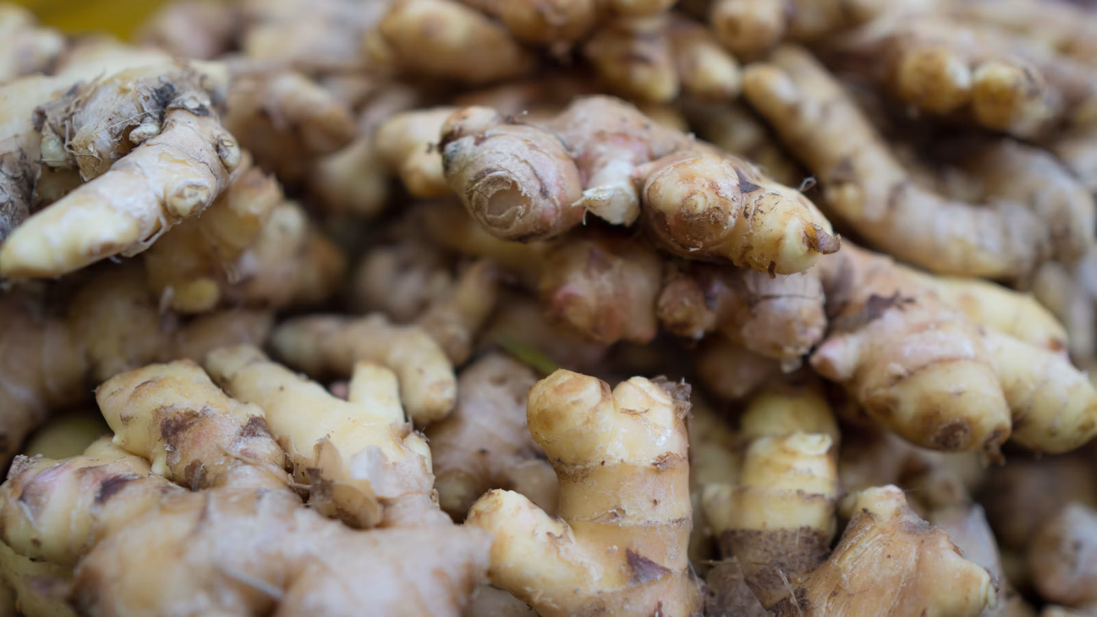 Fresh ginger roots with their textured tan skin