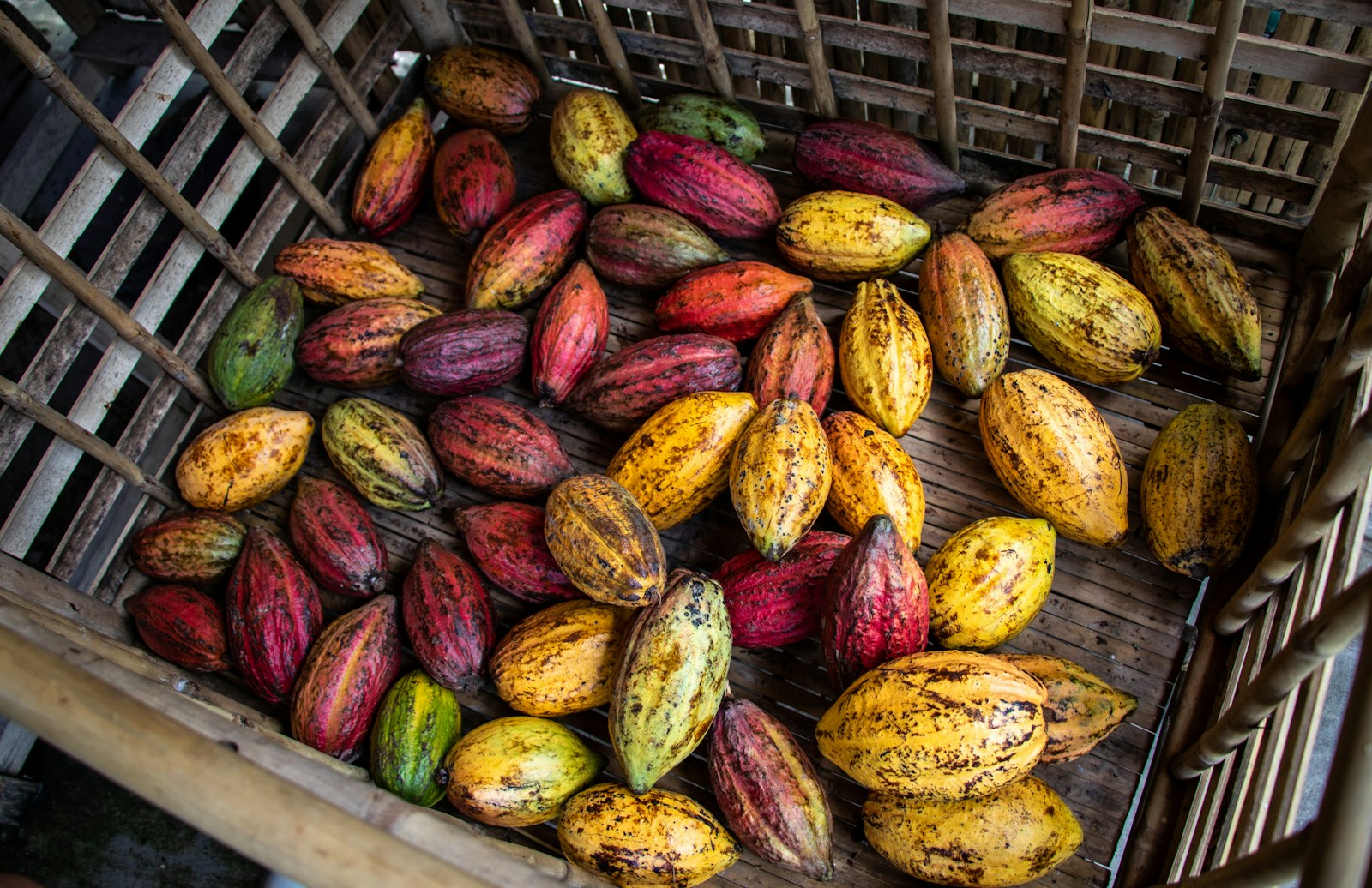 Fresh cacao pods growing on a tree