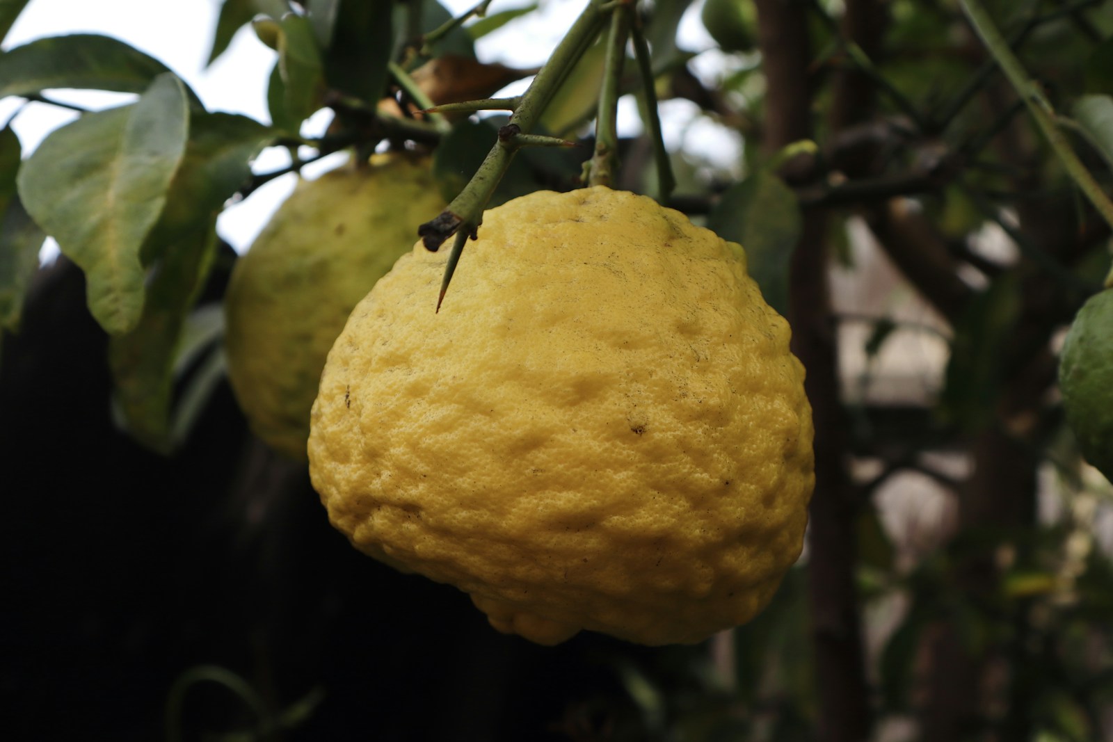 Yellow citrus fruit hanging among green leaves