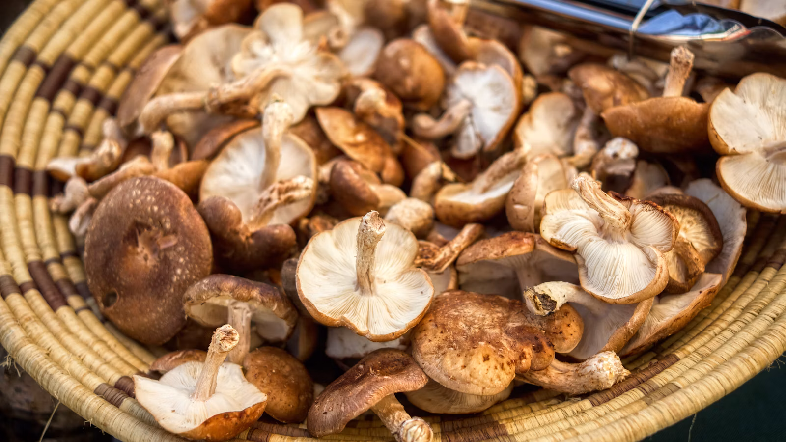 Fresh shiitake mushrooms at a market