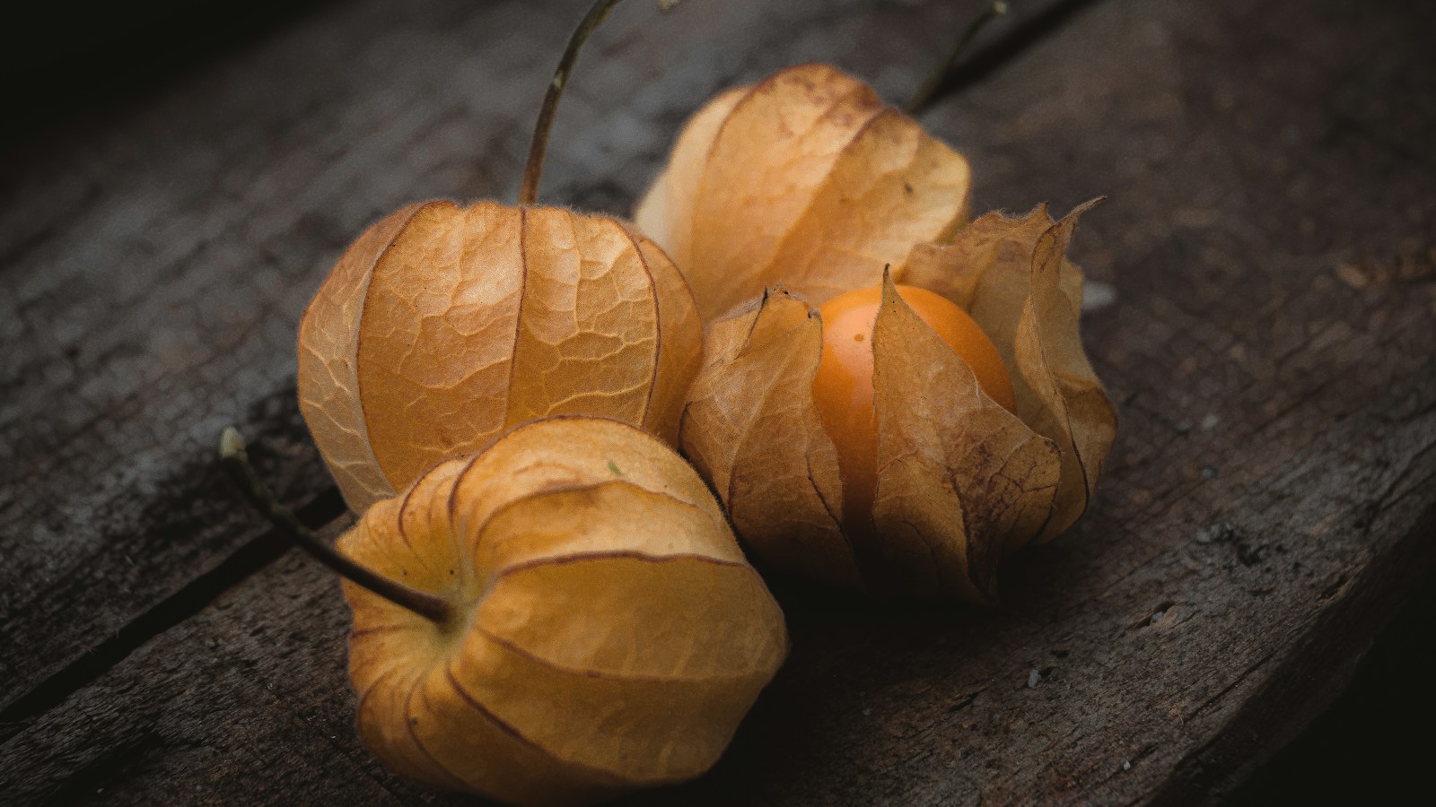 Ripe orange physalis fruit inside a papery husk