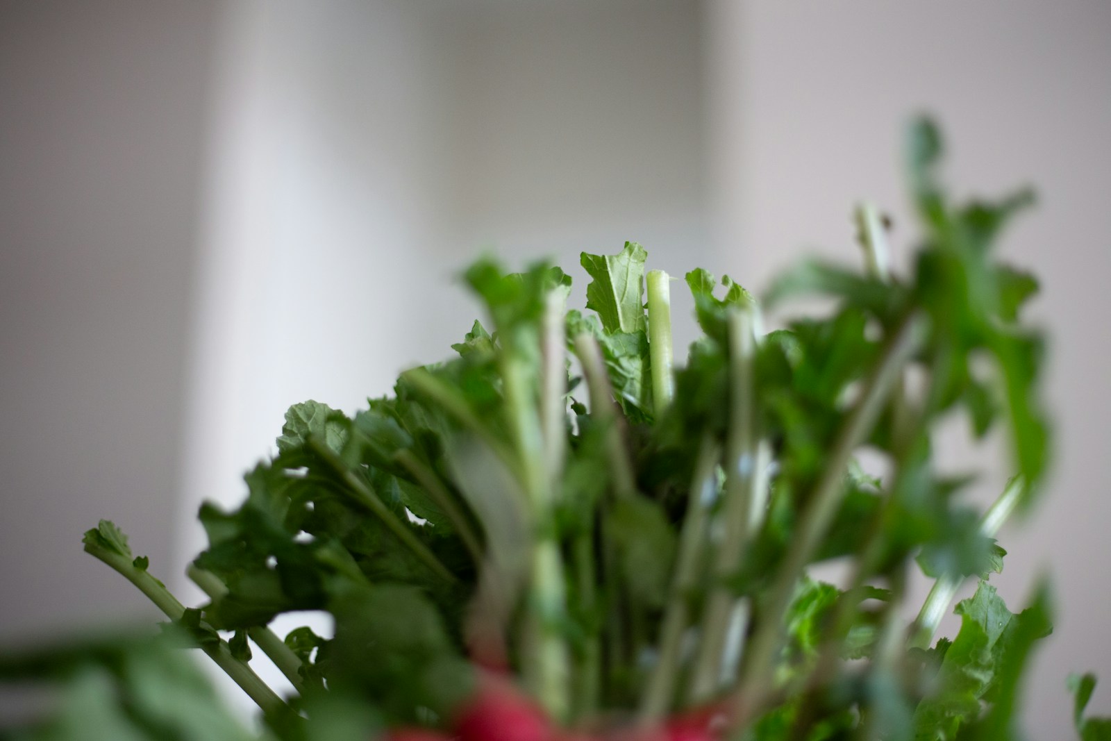 Close-up of fresh green Swiss chard leaves