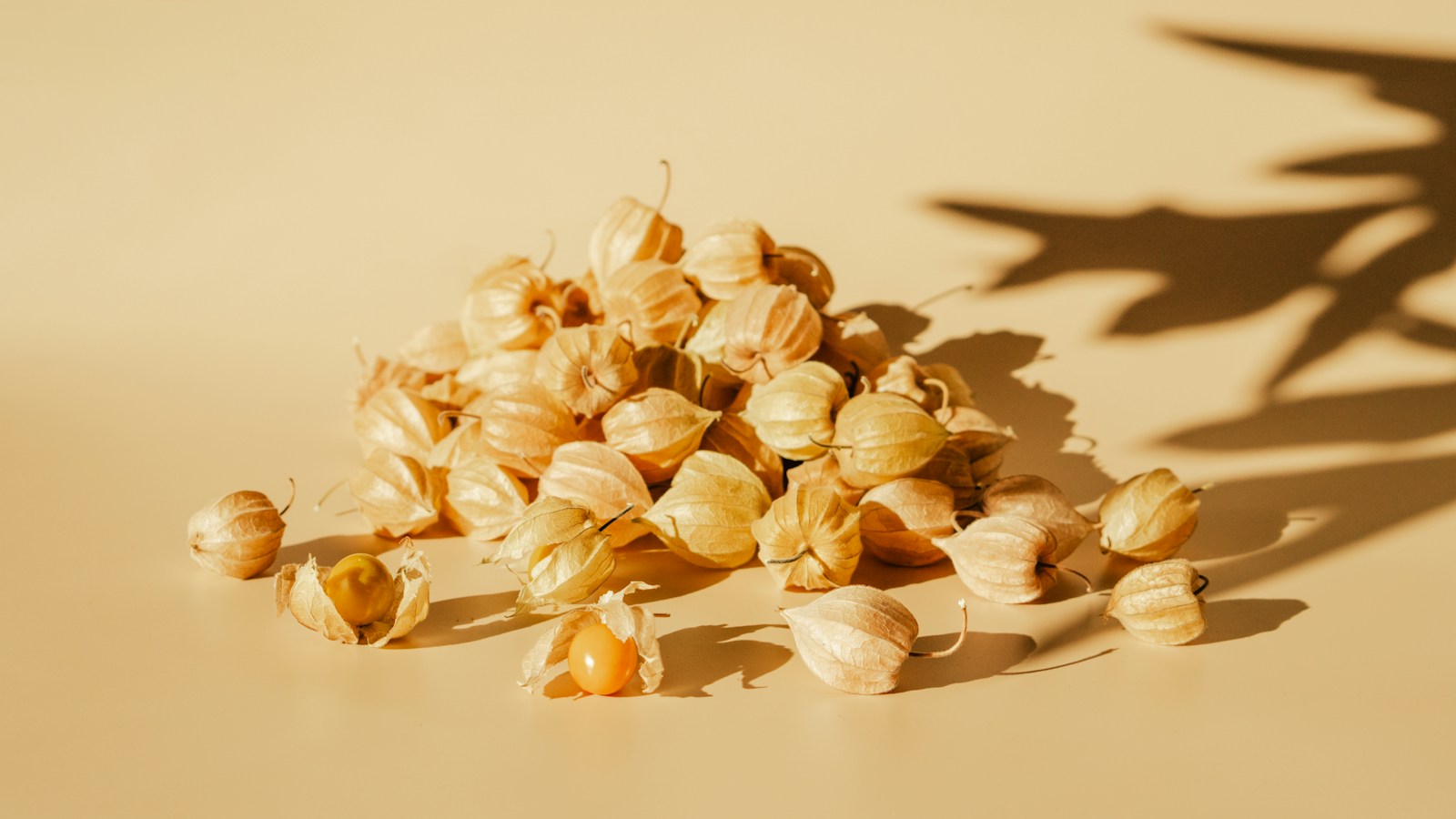 Orange physalis fruits with their papery husks