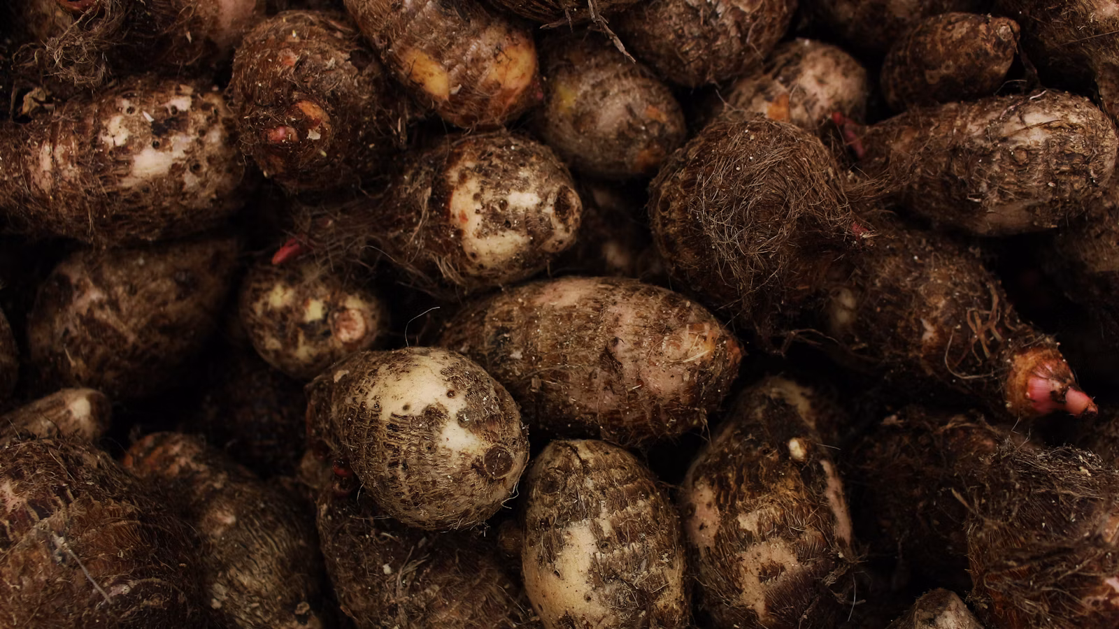 Fresh root vegetables arranged at an outdoor market