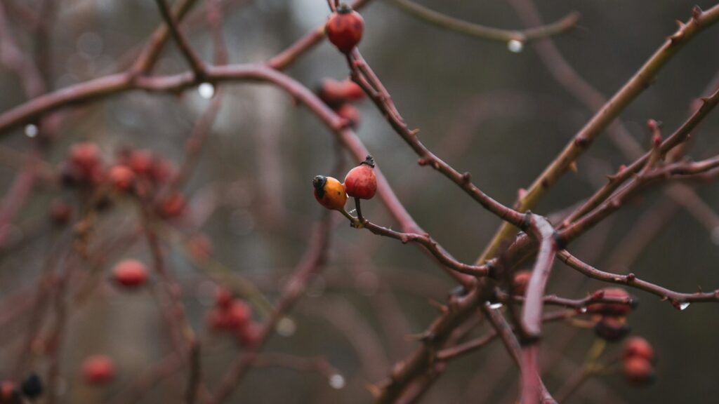 Red rose hip with raindrops
