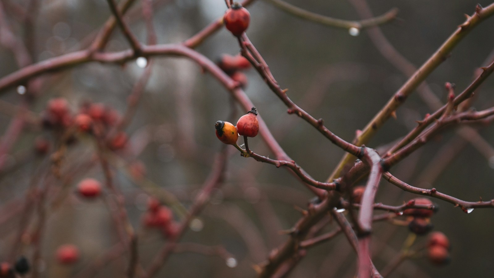 Red rose hip with raindrops