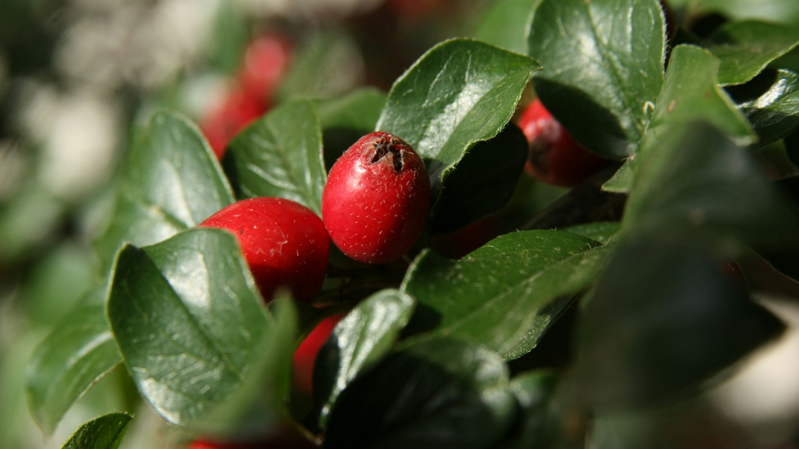 Red rose hips growing on a branch