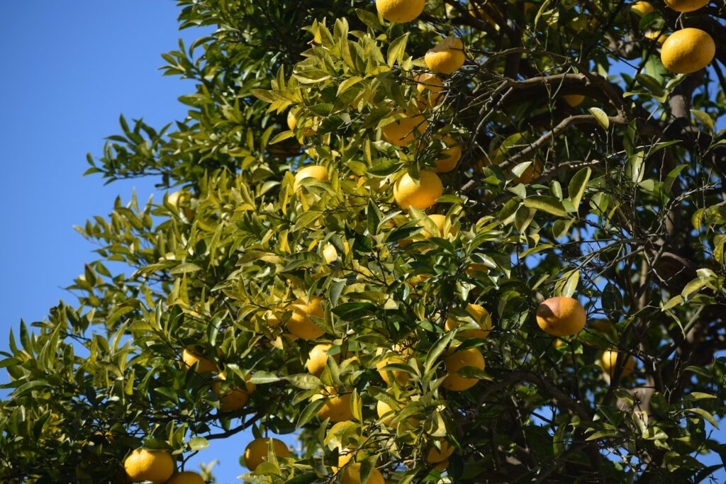 Small textured yellow citrus fruit resembling yuzu