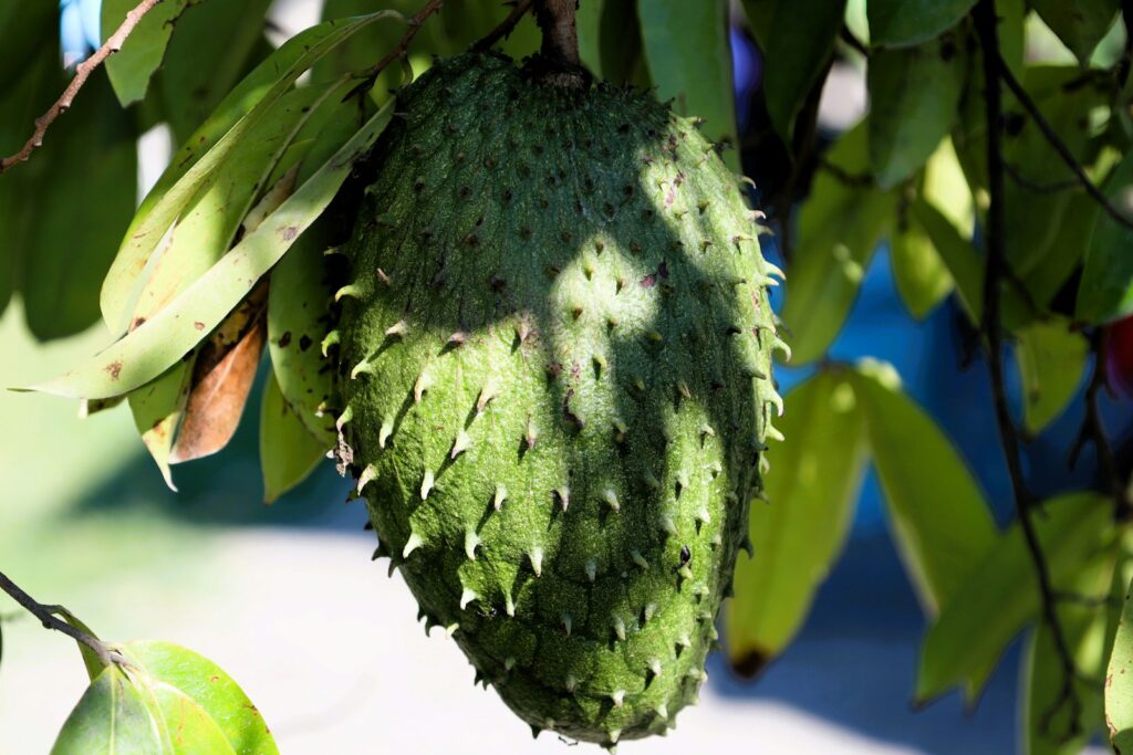 Green soursop fruit growing among glossy leaves