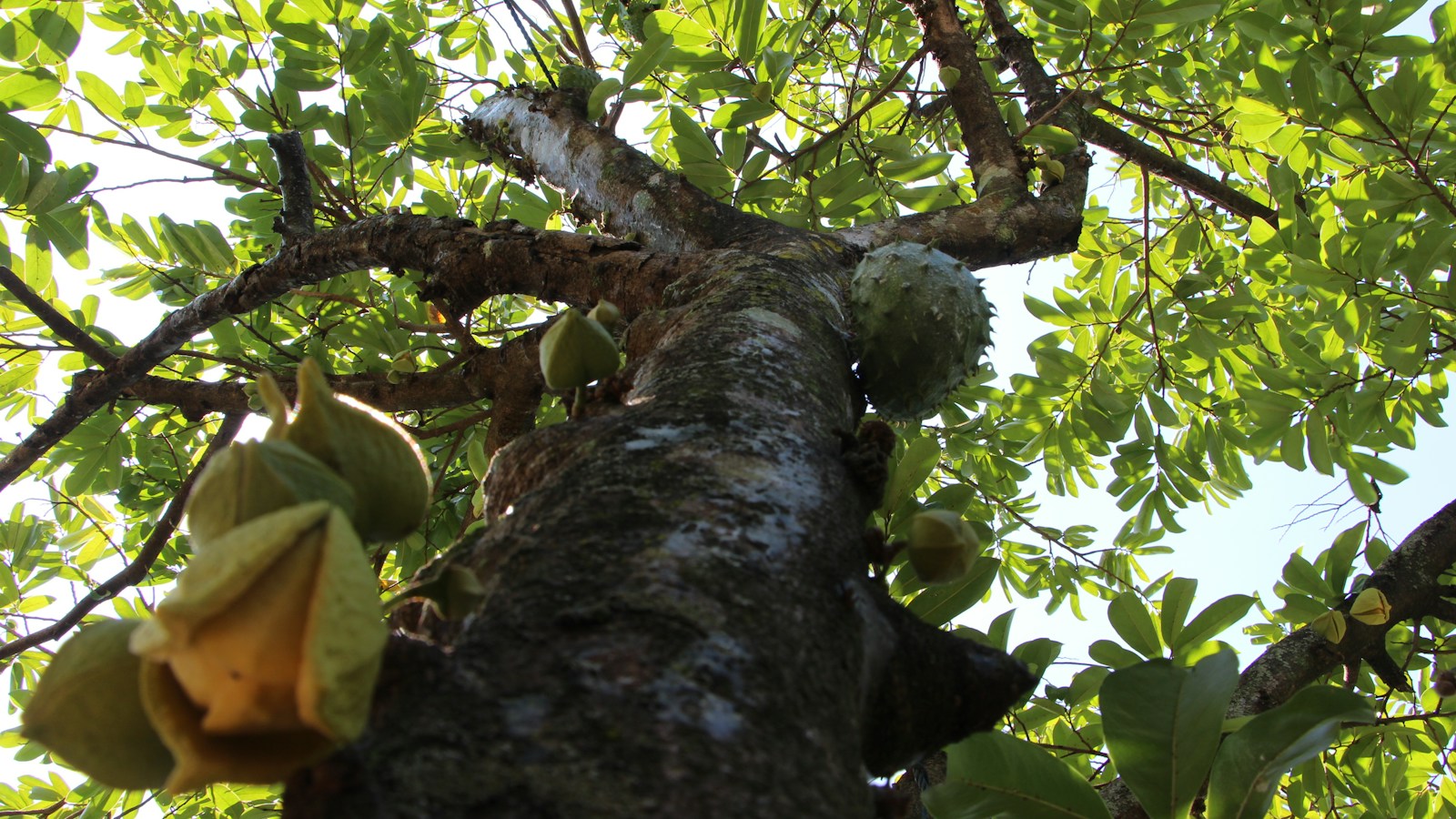 Soursop fruit hanging from a leafy tropical tree