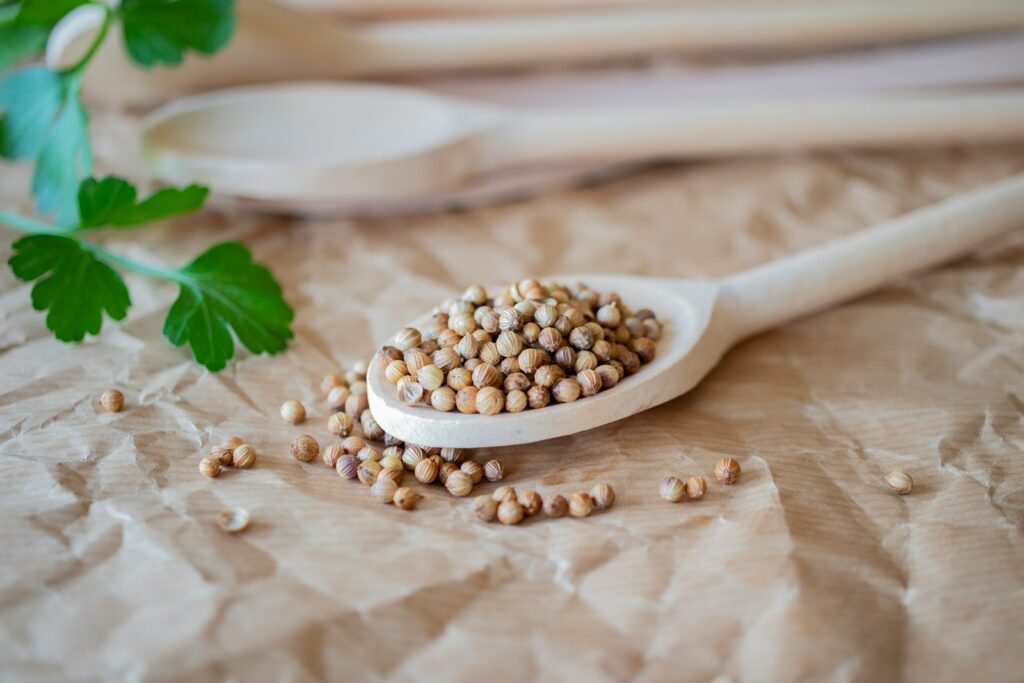 Whole coriander seeds ready for grinding