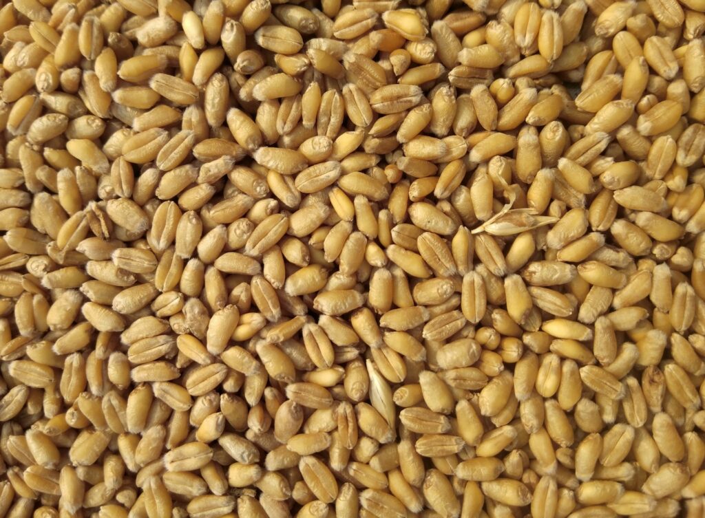Whole wheat grains similar to farro kernels