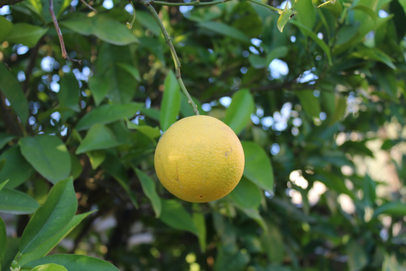 Round yellow citrus fruit growing on a tree