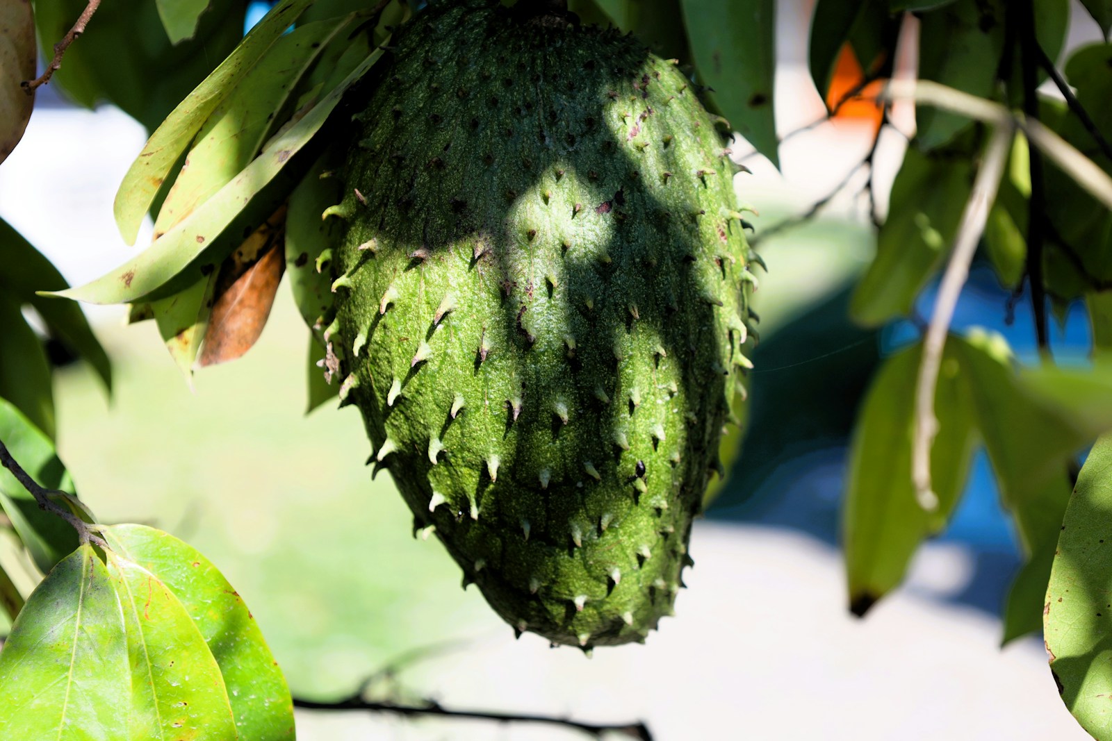 Young green soursop fruit surrounded by leaves