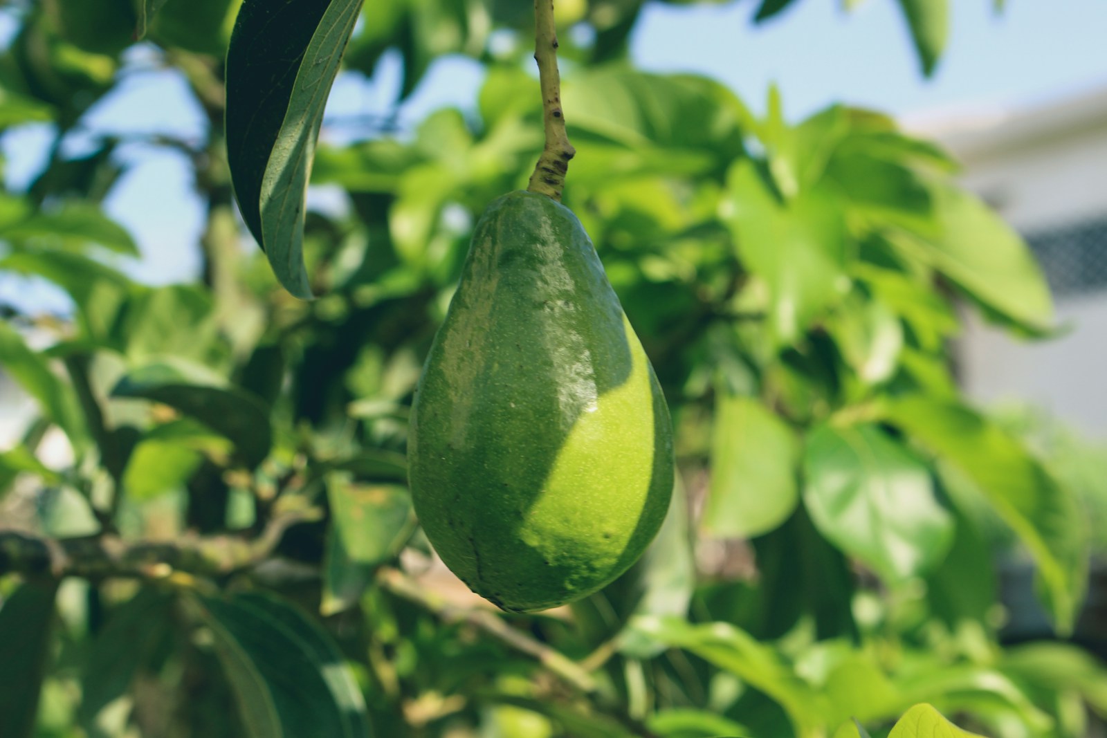 An avocado growing among leaves on a tree
