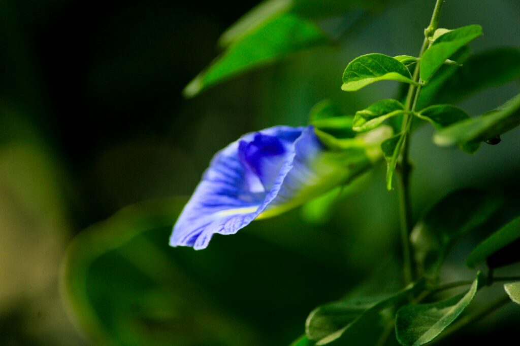 A blue butterfly pea flower growing on its vine