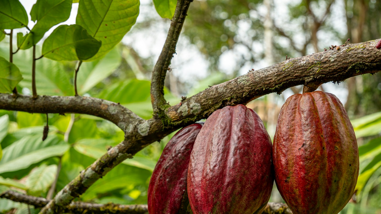 Cacao pods growing on a tree branch