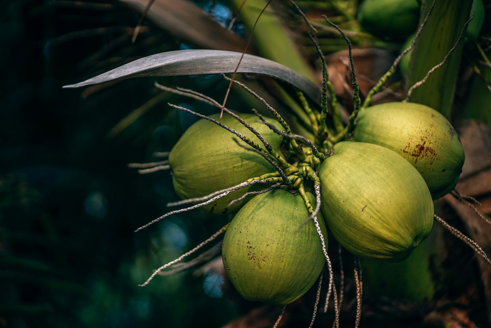 Green coconuts growing on a palm