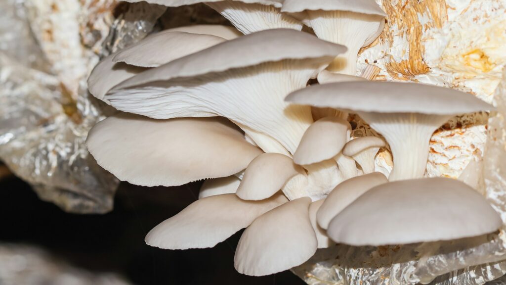 Pale oyster mushroom clusters growing from cultivation bags