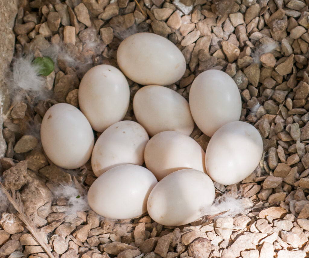 Pale duck eggs arranged together