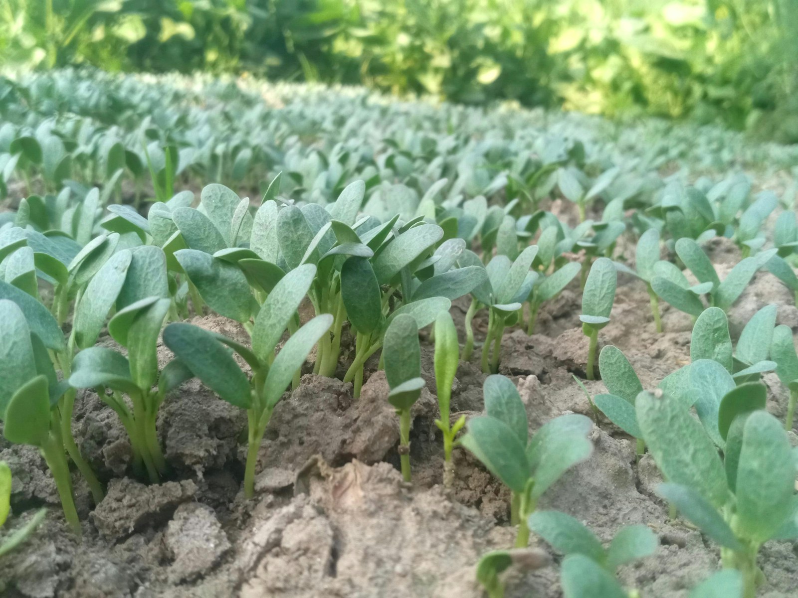 Fenugreek seedlings growing in soil