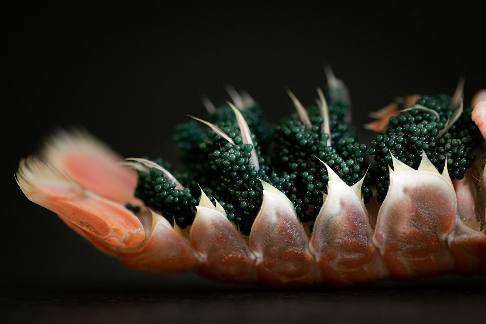 Dark fish roe arranged on seafood with green herbs