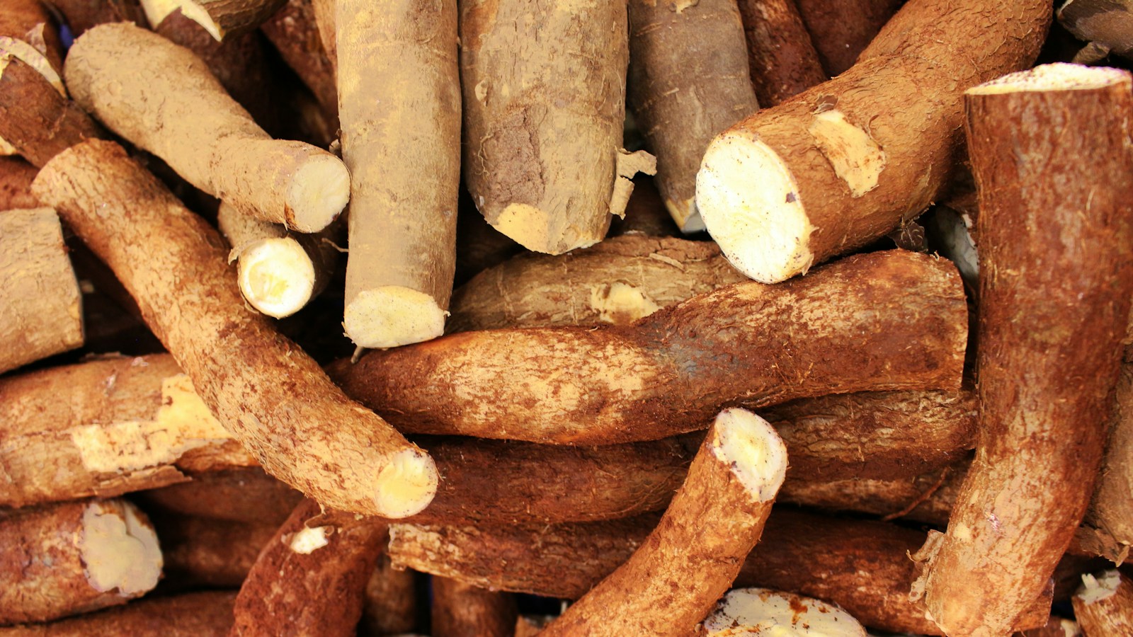 Fresh cassava roots with cut ends showing pale flesh