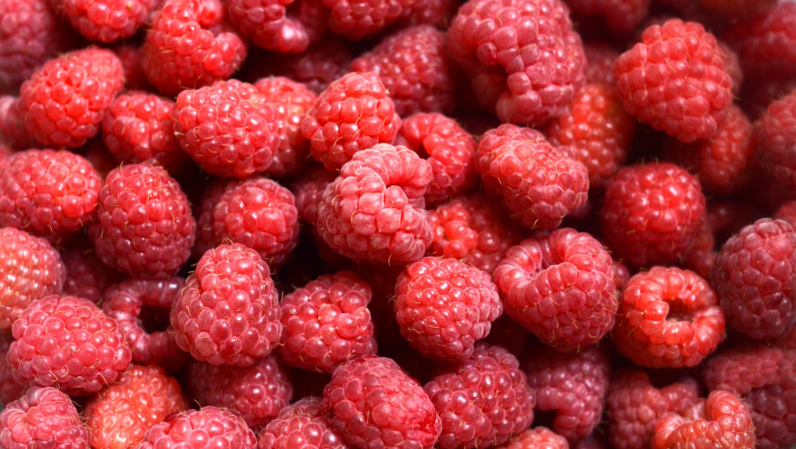 Fresh red raspberries in a close-up view