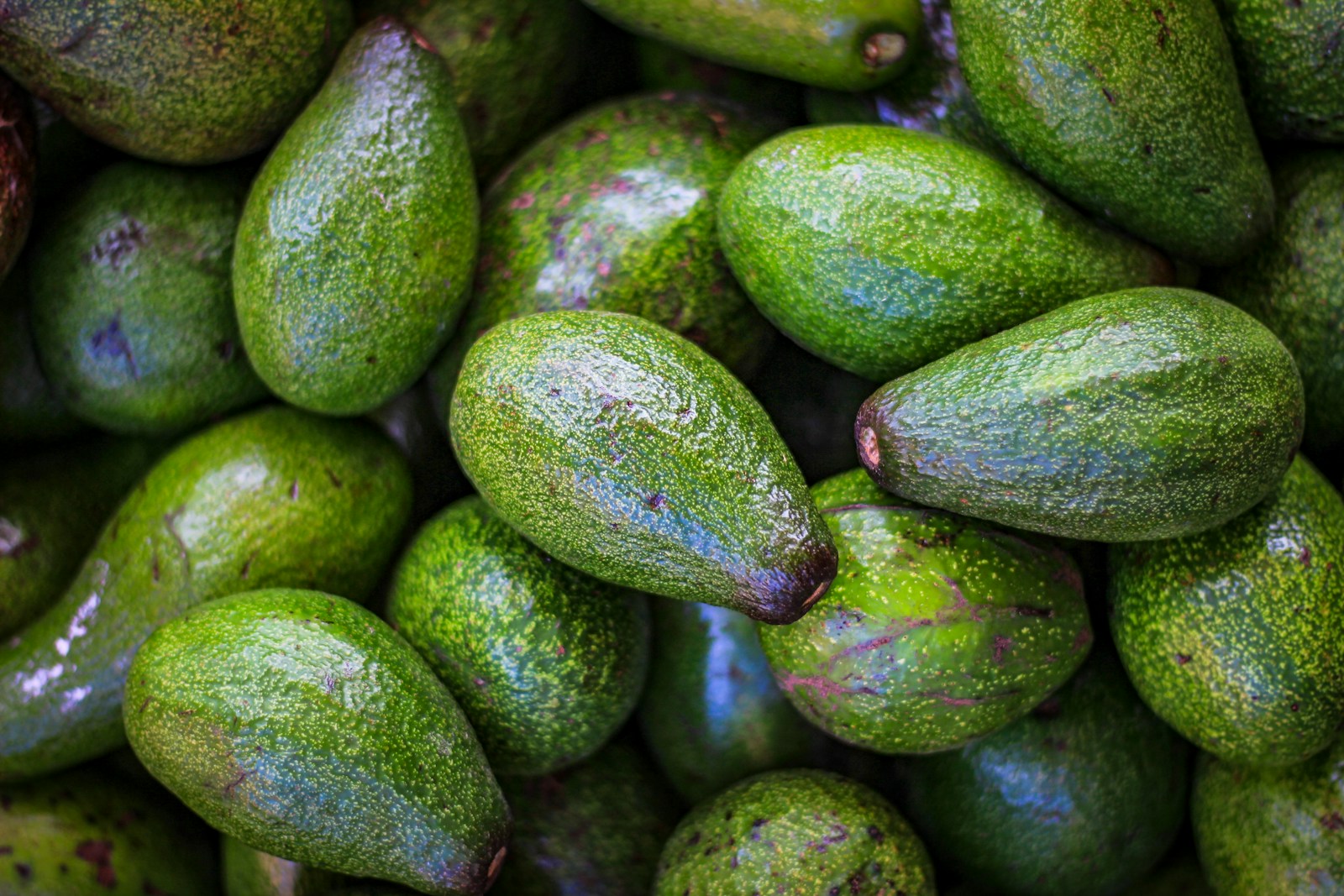 A collection of whole green avocados