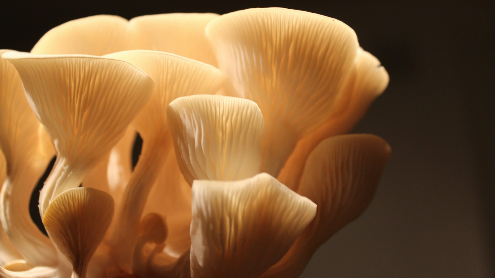 Golden oyster mushroom caps with delicate gills
