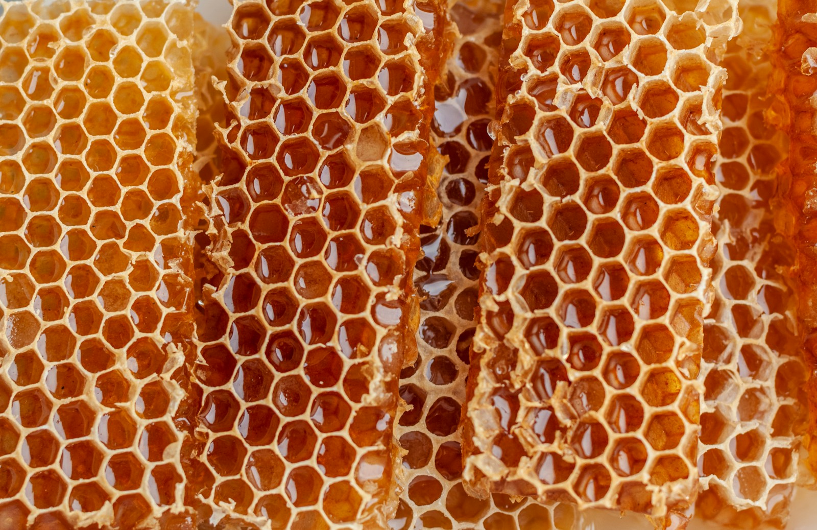 Close-up of honey-filled honeycomb cells