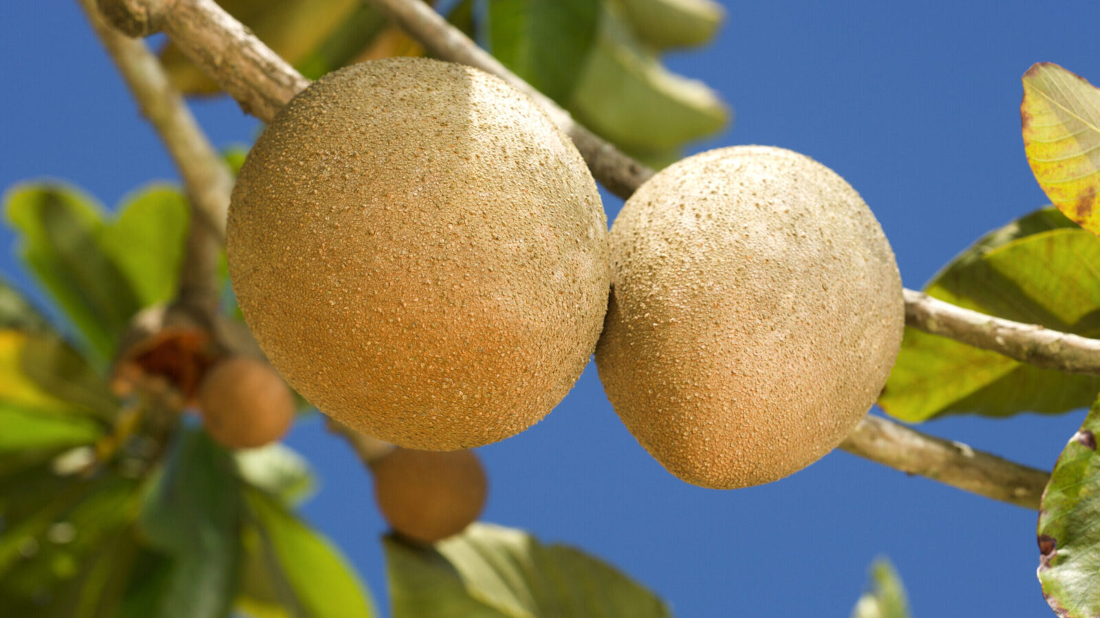 Two mamey sapote fruits growing on a branch