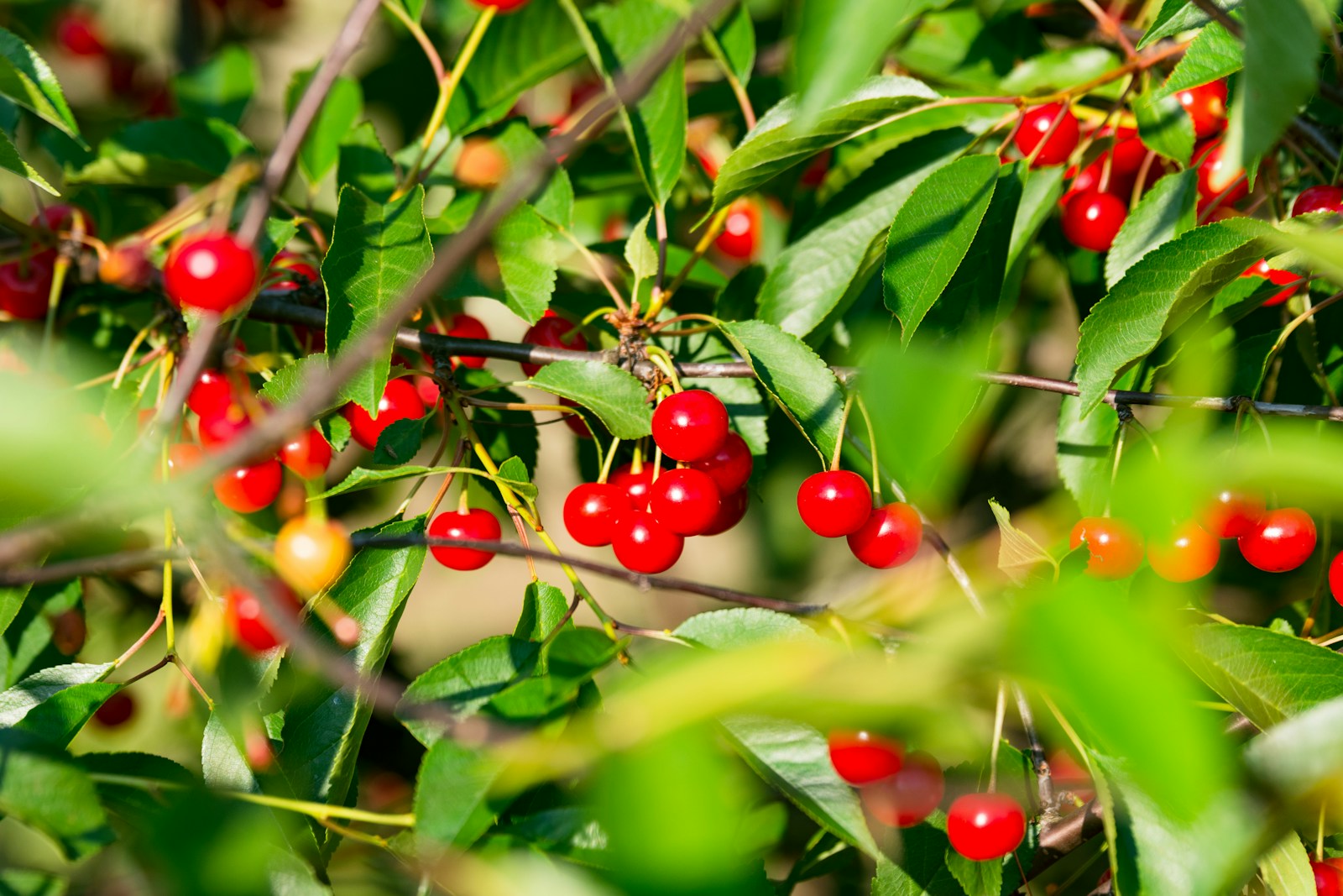 Fresh red cherries growing on leafy branches
