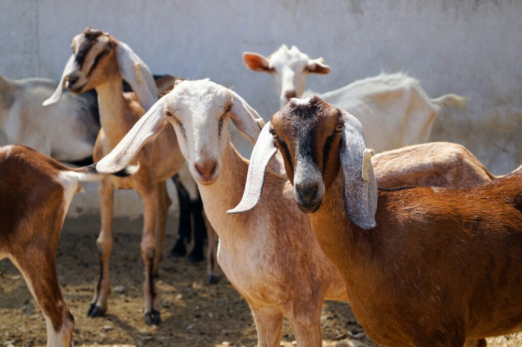 Nubian goats standing together outdoors