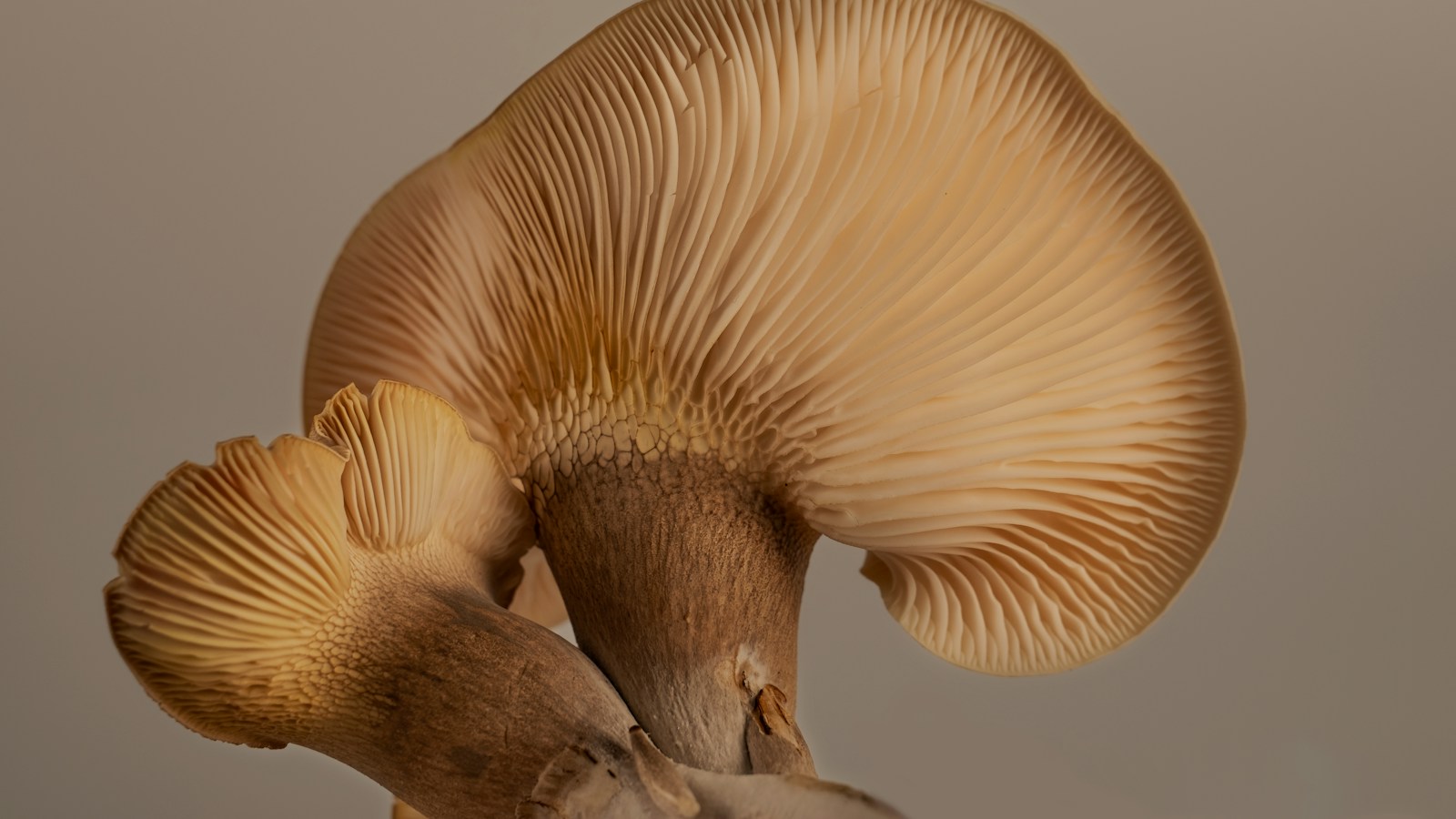 The gills and stems on the underside of oyster mushrooms