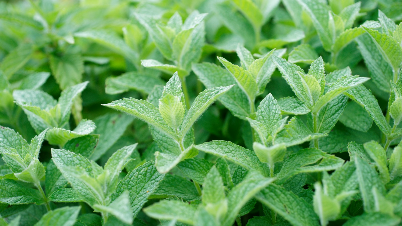 Peppermint leaves growing in a dense patch