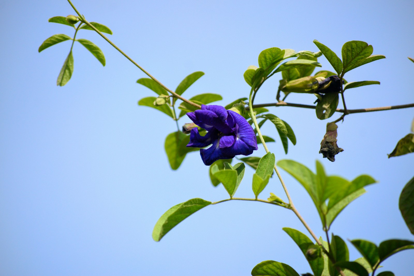 Purple butterfly pea flowers among green leaves