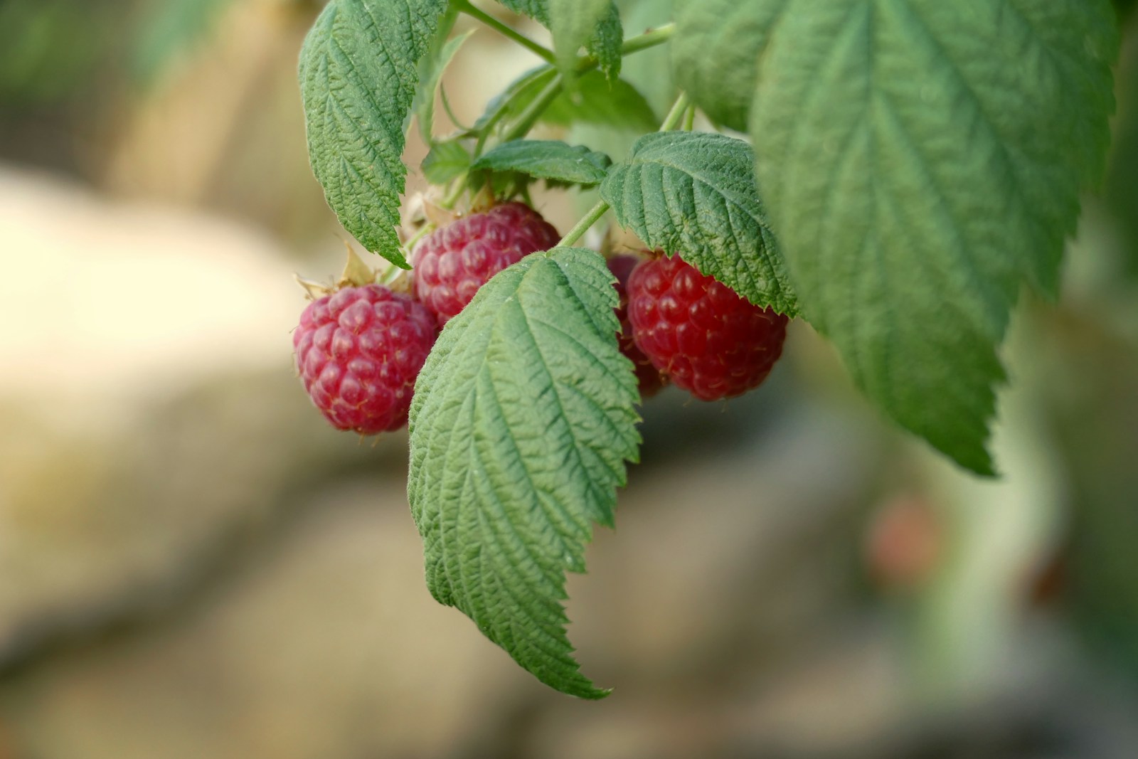 Raspberries hanging beneath textured green leaves