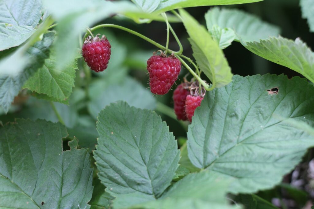 Raspberry leaves and ripe berries growing on a bush