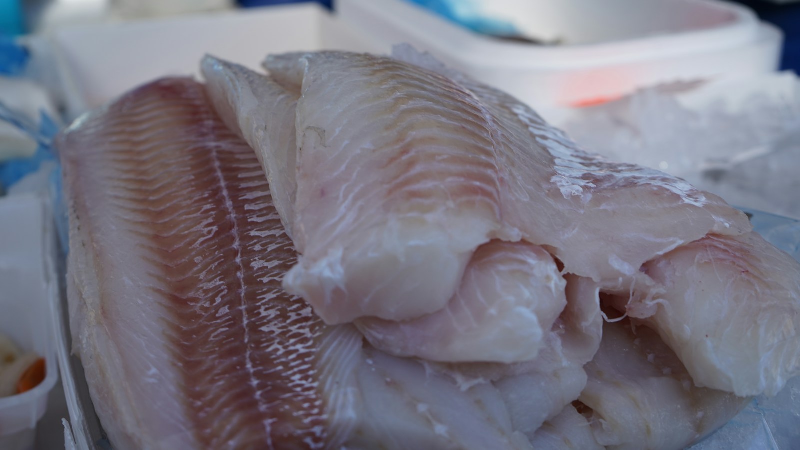 Raw white-fish fillets displayed on ice at a market