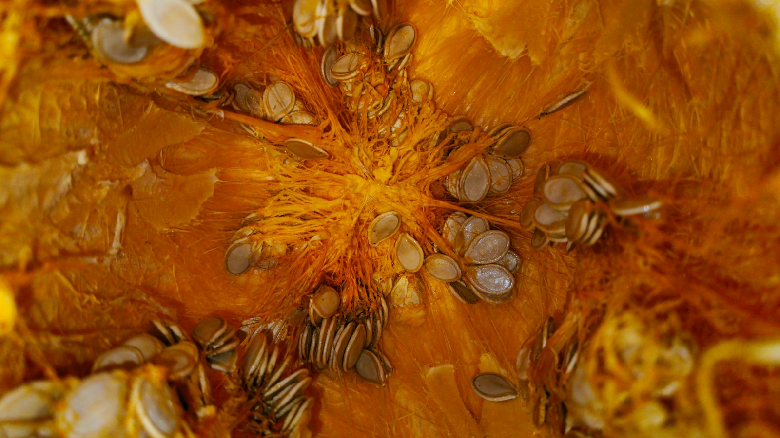 Raw pumpkin seeds nestled in orange flesh inside a cut pumpkin