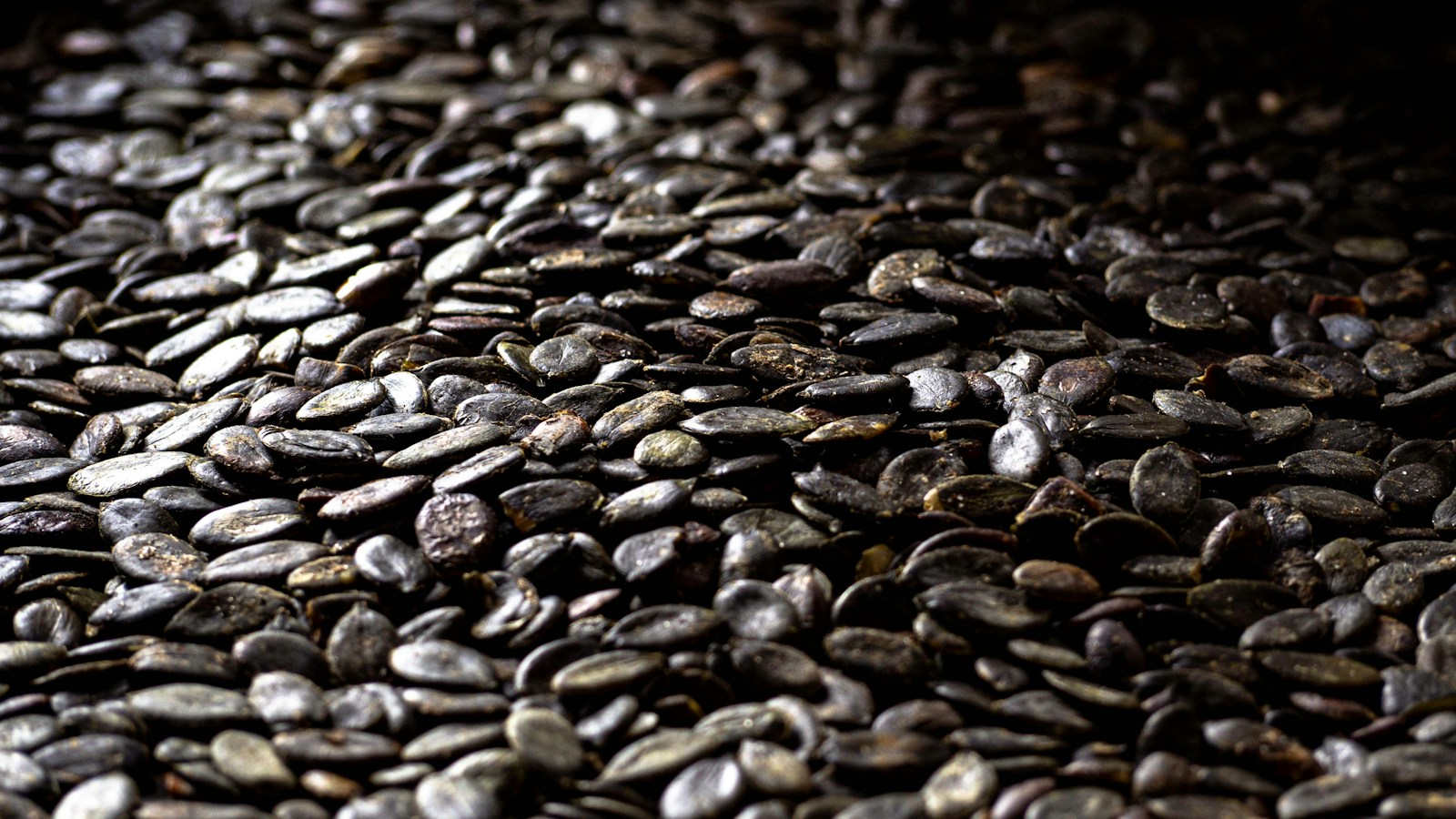 Dark green shelled pumpkin seeds in close-up