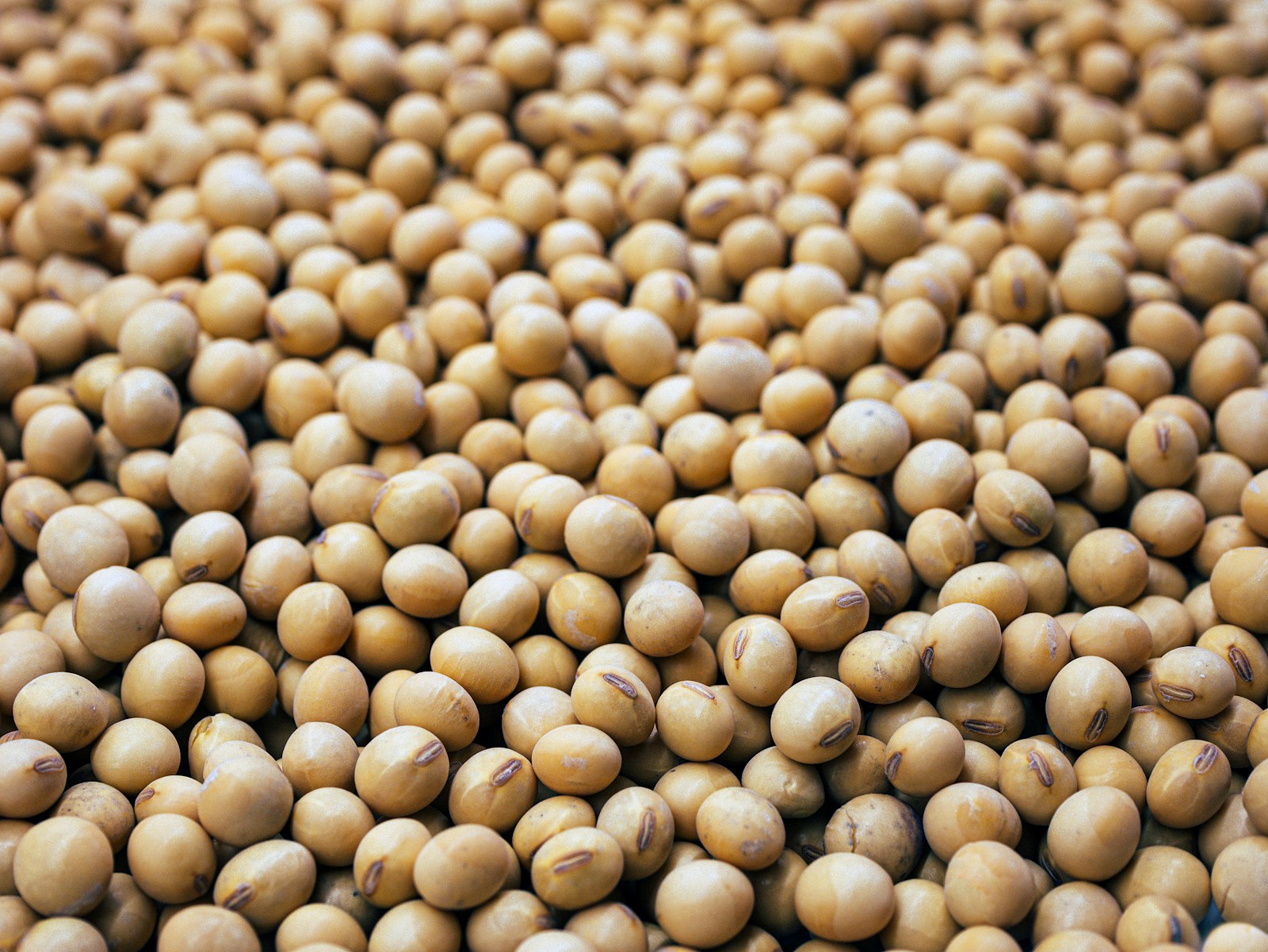 Close-up of dry yellow soybeans