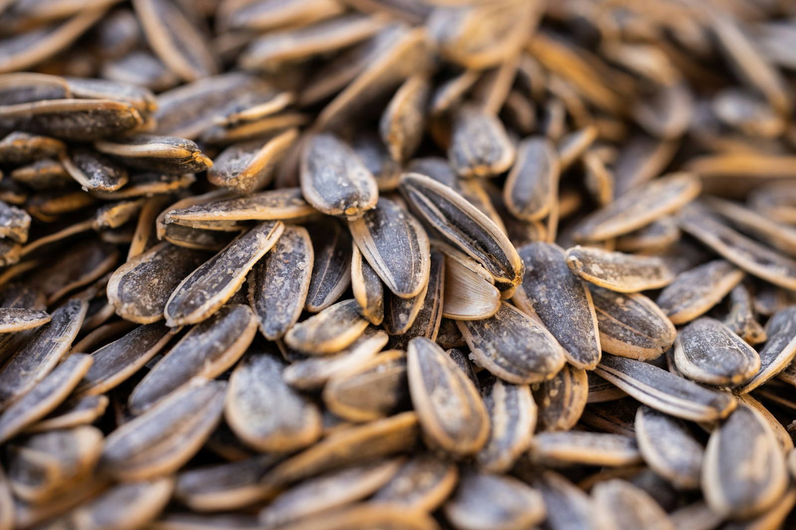 Close-up of striped sunflower seeds